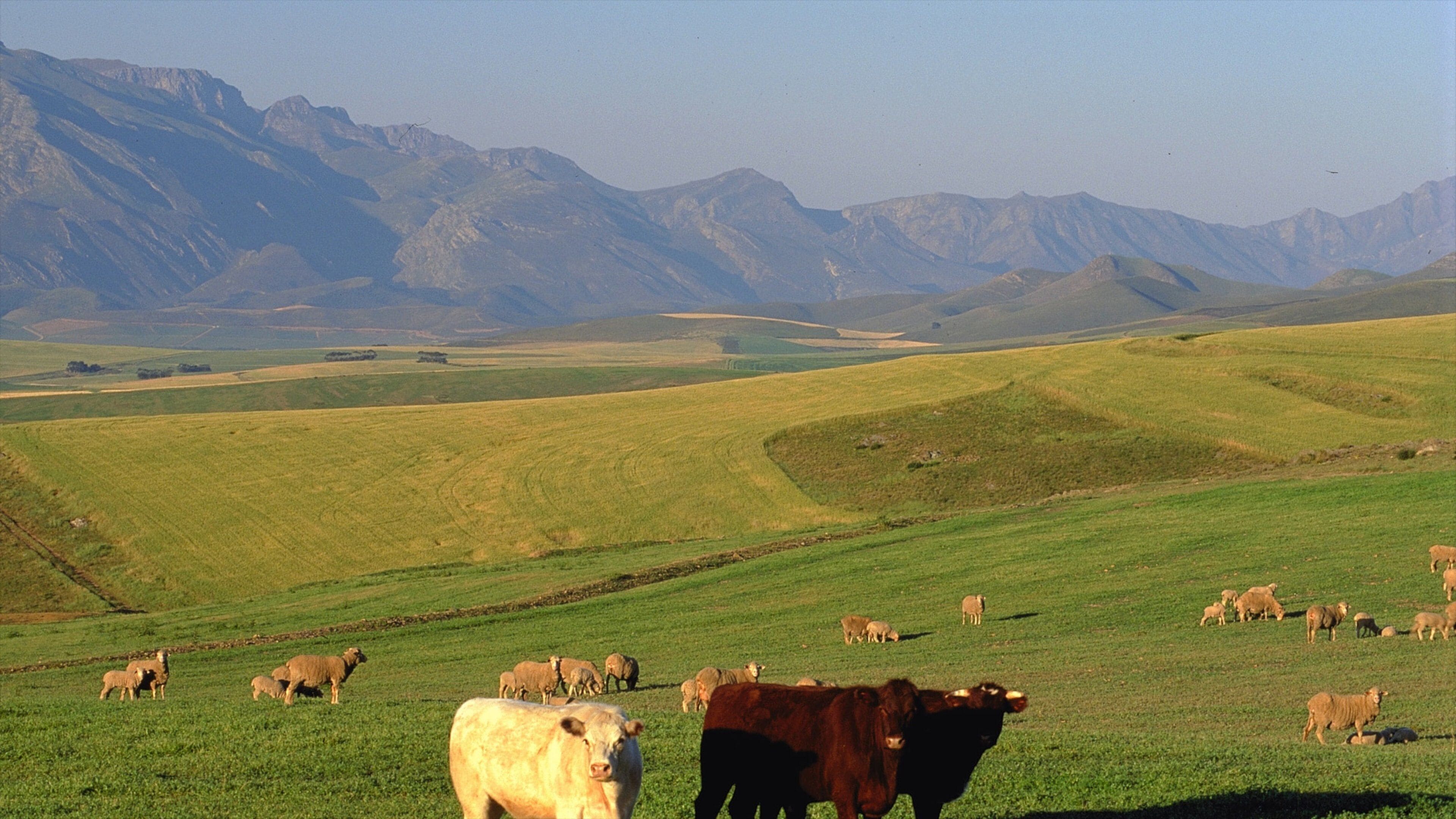 Caledon which includes a small town or village, animals and farmland