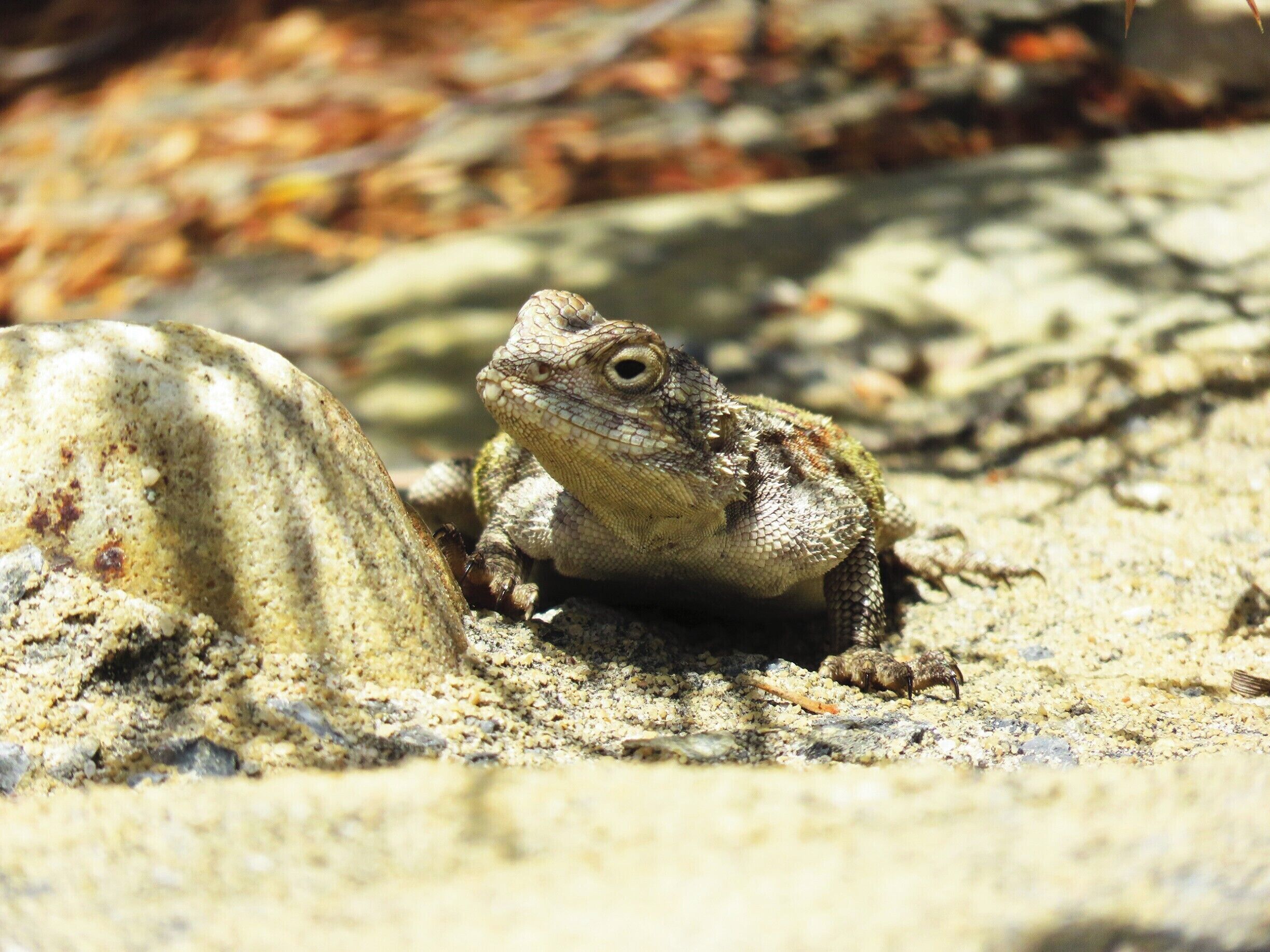 Close up of  a 'Bloukop  koggelmander'