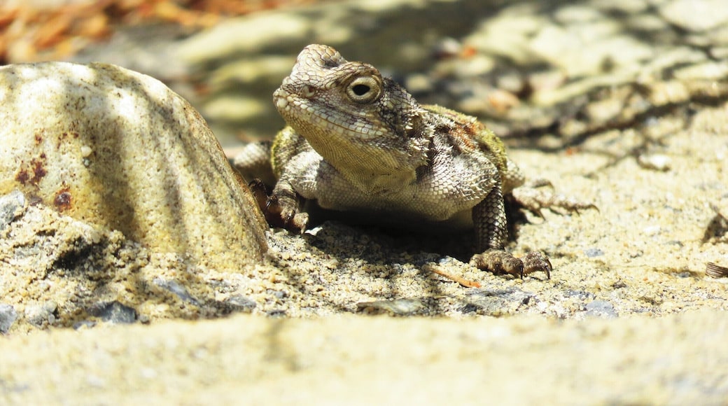Close up of a 'Bloukop koggelmander'