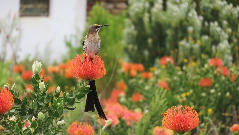 Ein Kolibri schwebt über einer roten Blüte in einem Garten voller anderer Blumen und Grünpflanzen.