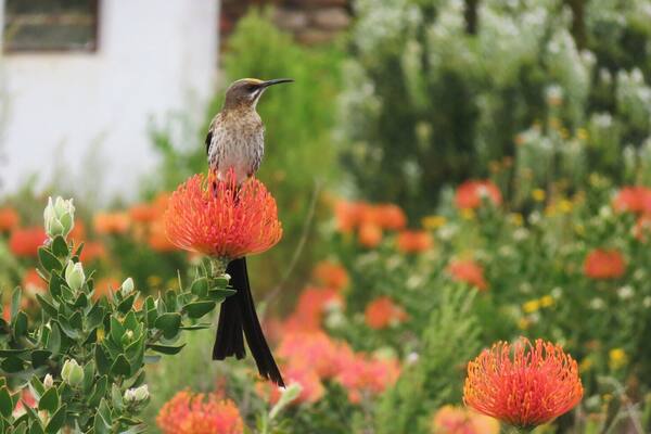 Pretty sugarbird on protea
