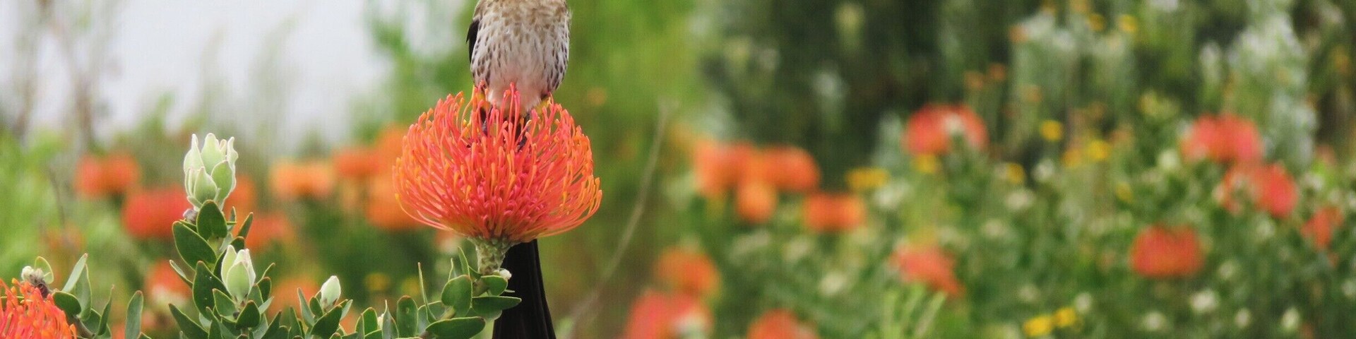 Pretty sugarbird on protea