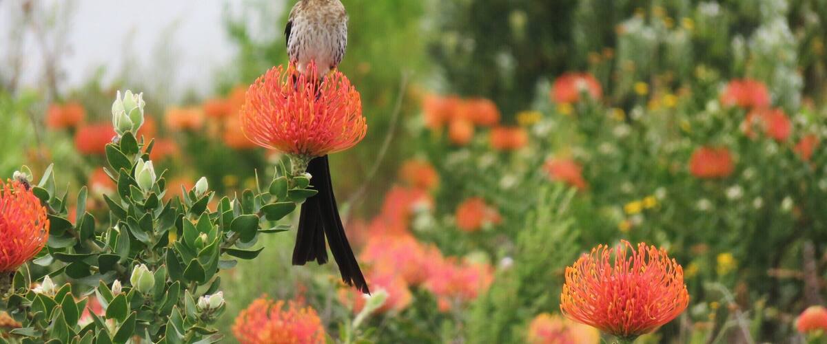 A hummingbird hovering over a red flower in a garden with various other flowers and greenery.