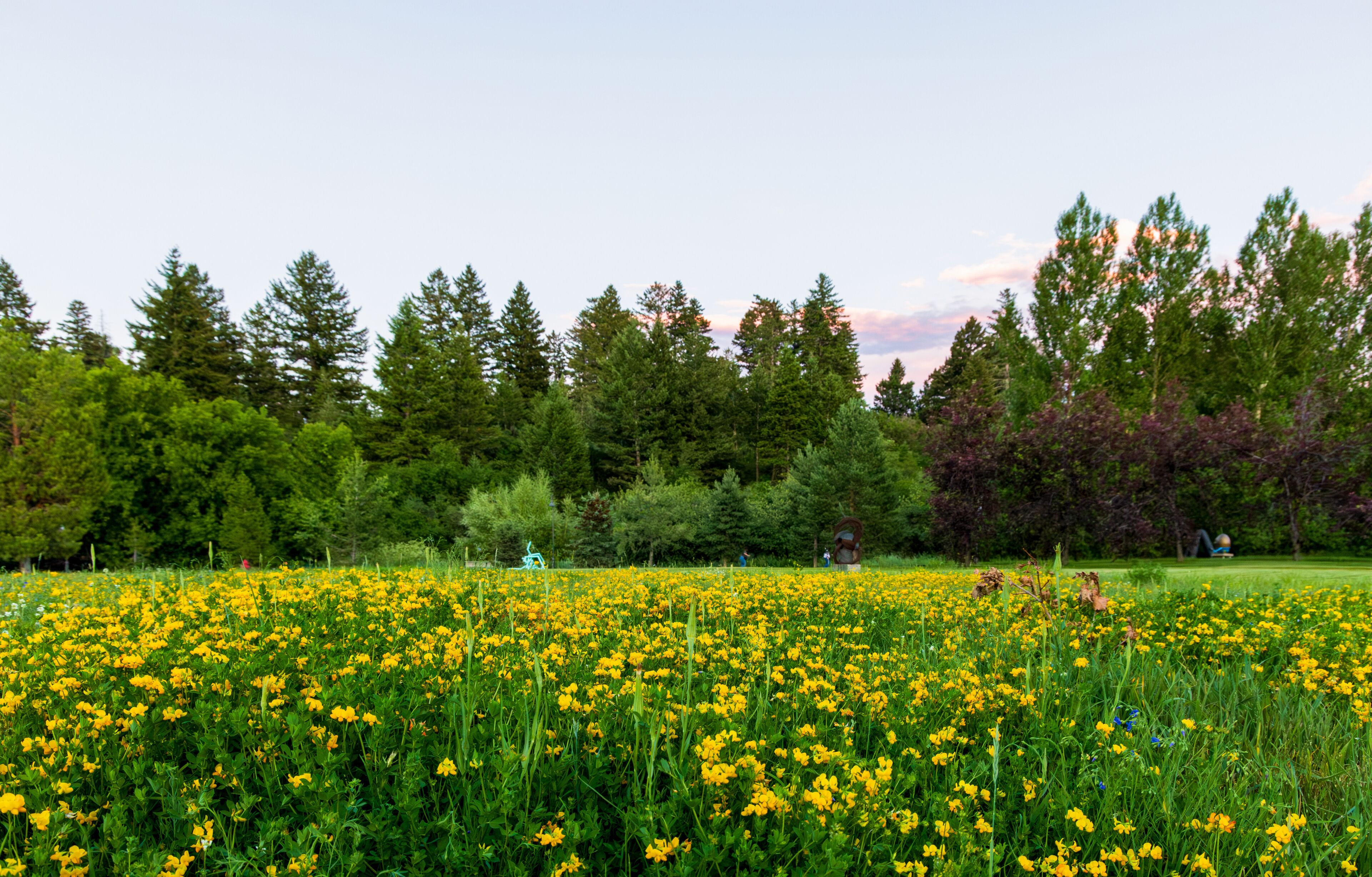 Birds-foot Trefoil (Lotus corniculatus) growing in a city park in Bozeman, Montana