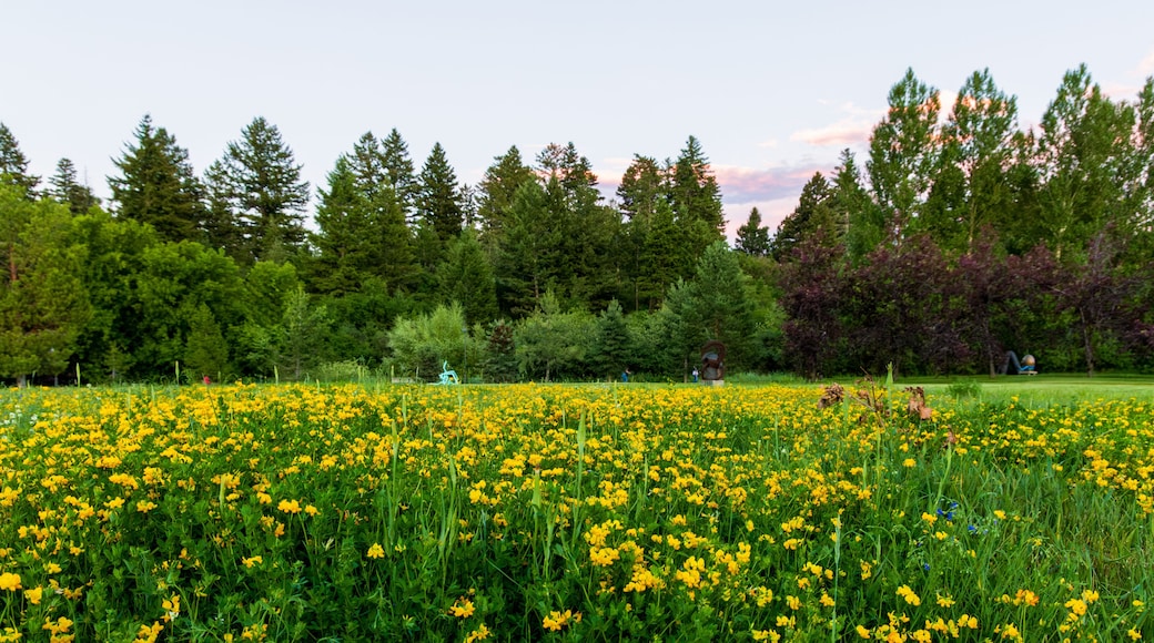 Birds-foot Trefoil (Lotus corniculatus) growing in a city park in Bozeman, Montana
