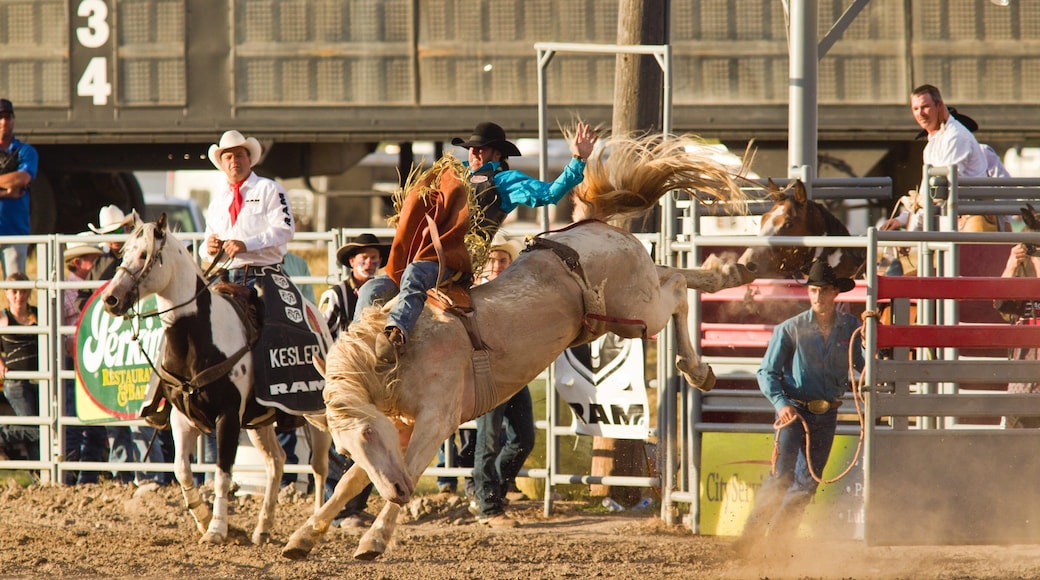 Kalispell som viser hesteridning