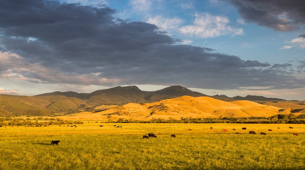 Montana ofreciendo animales terrestres, escenas tranquilas y montañas