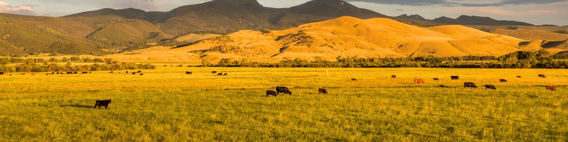 Southwest Montana which includes tranquil scenes, land animals and landscape views