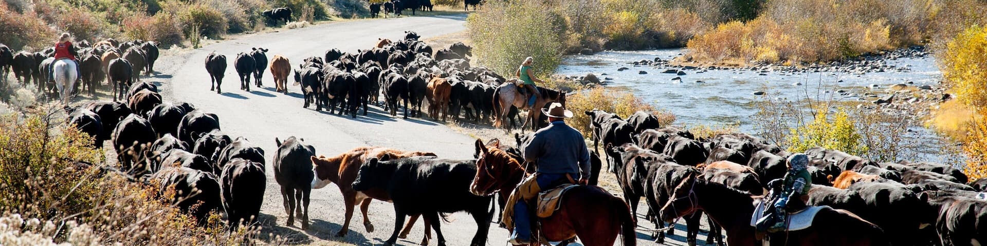 Southwest Montana featuring land animals and forests