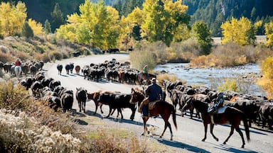 Montana ofreciendo bosques y animales terrestres
