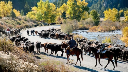 サウスウエスト モンタナ 表示 森林の風景 と 陸生動物