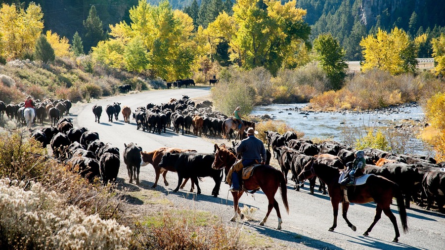 Southwest Montana which includes forests and land animals