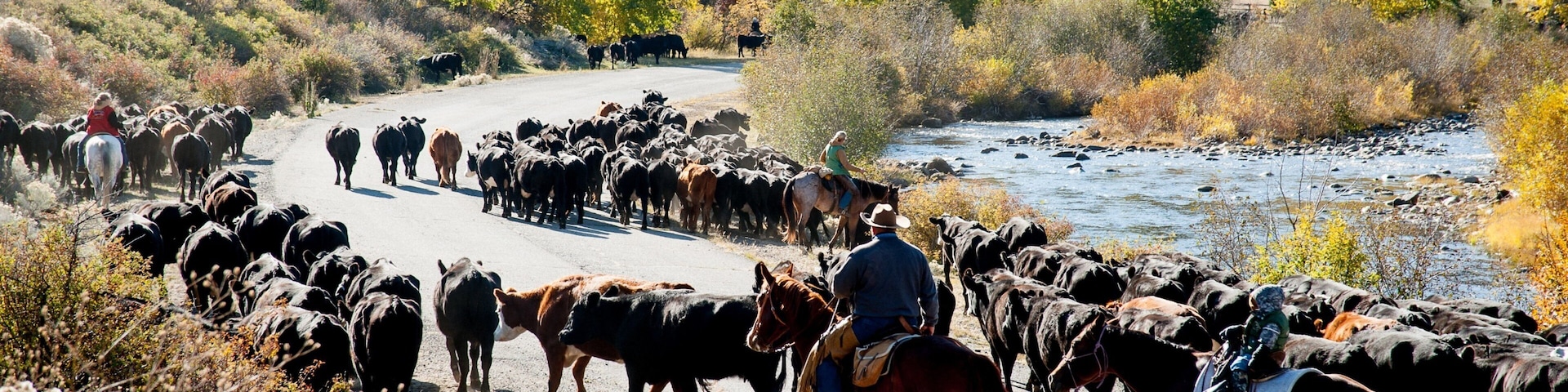 Sudoeste de Montana caracterizando animais terrestres e cenas de floresta