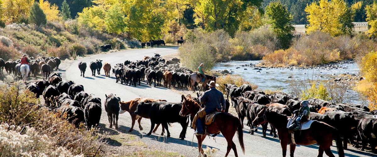 Southwest Montana featuring land animals and forests