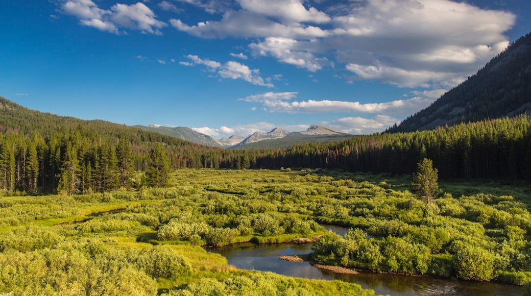 Montana mostrando montañas, escenas forestales y humedales