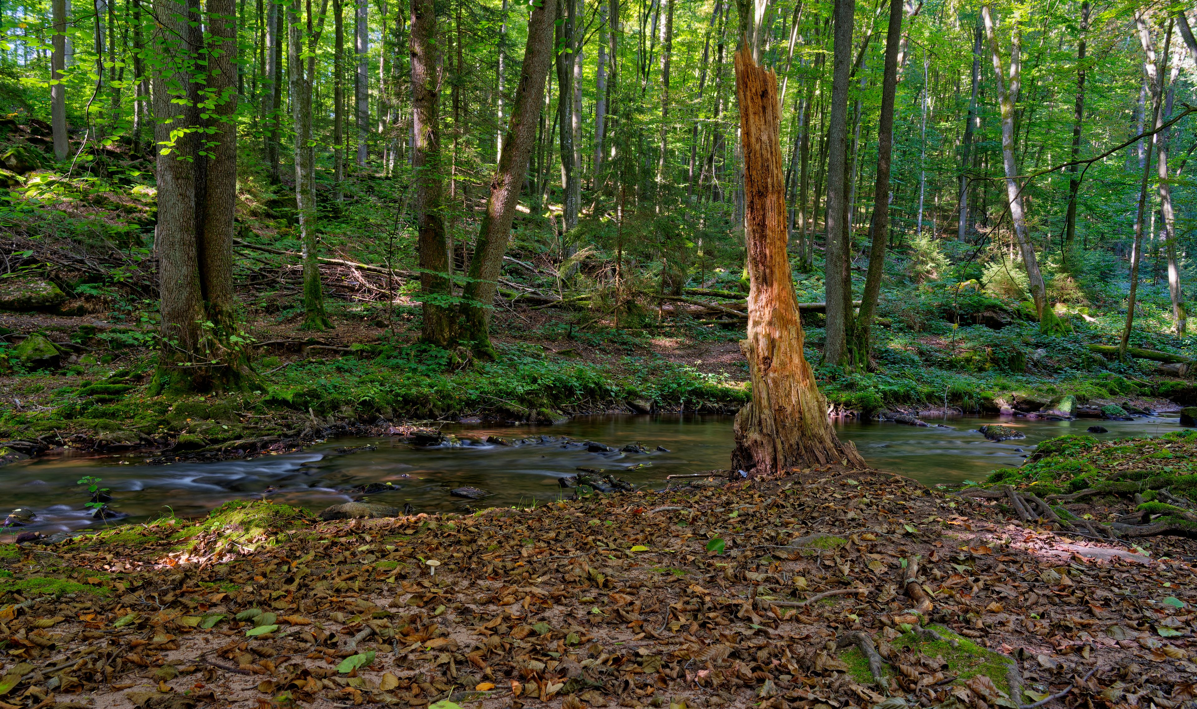 A forest with a stream, a fallen tree, and dense greenery.