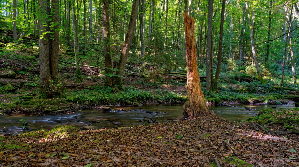 A forest with a stream, a fallen tree, and dense greenery.