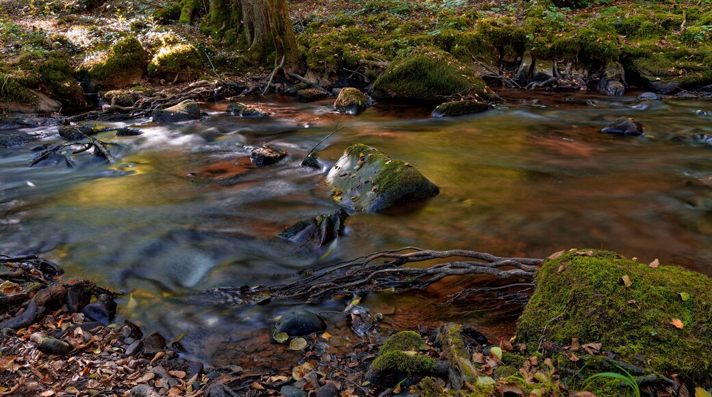 Un ruisseau de forêt, avec des rochers et de la mousse.