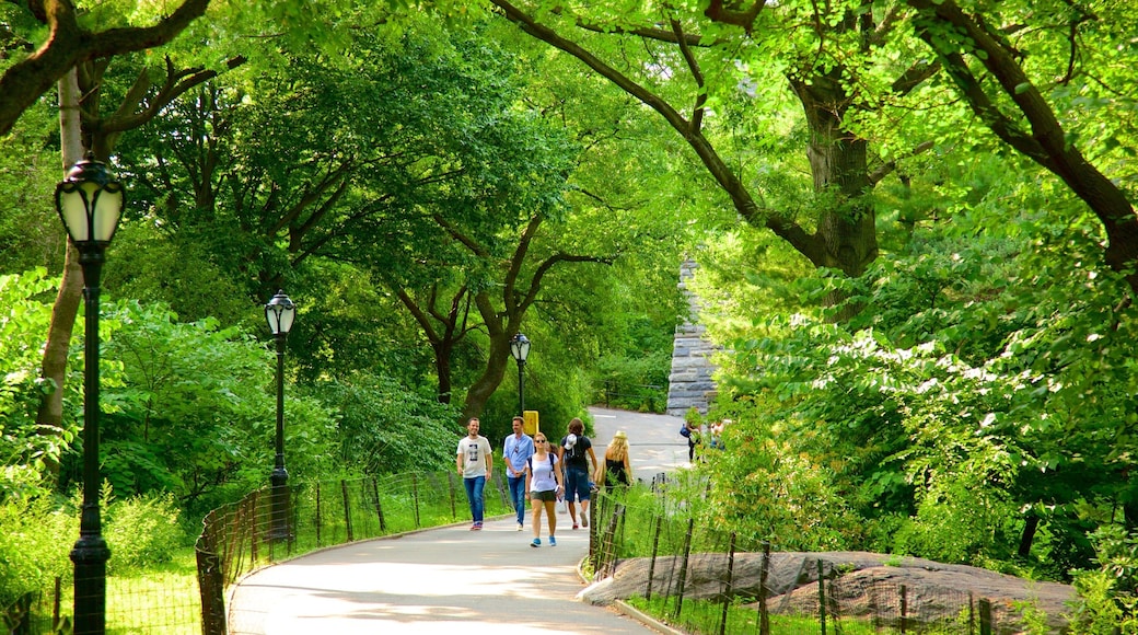 Central Park showing a garden