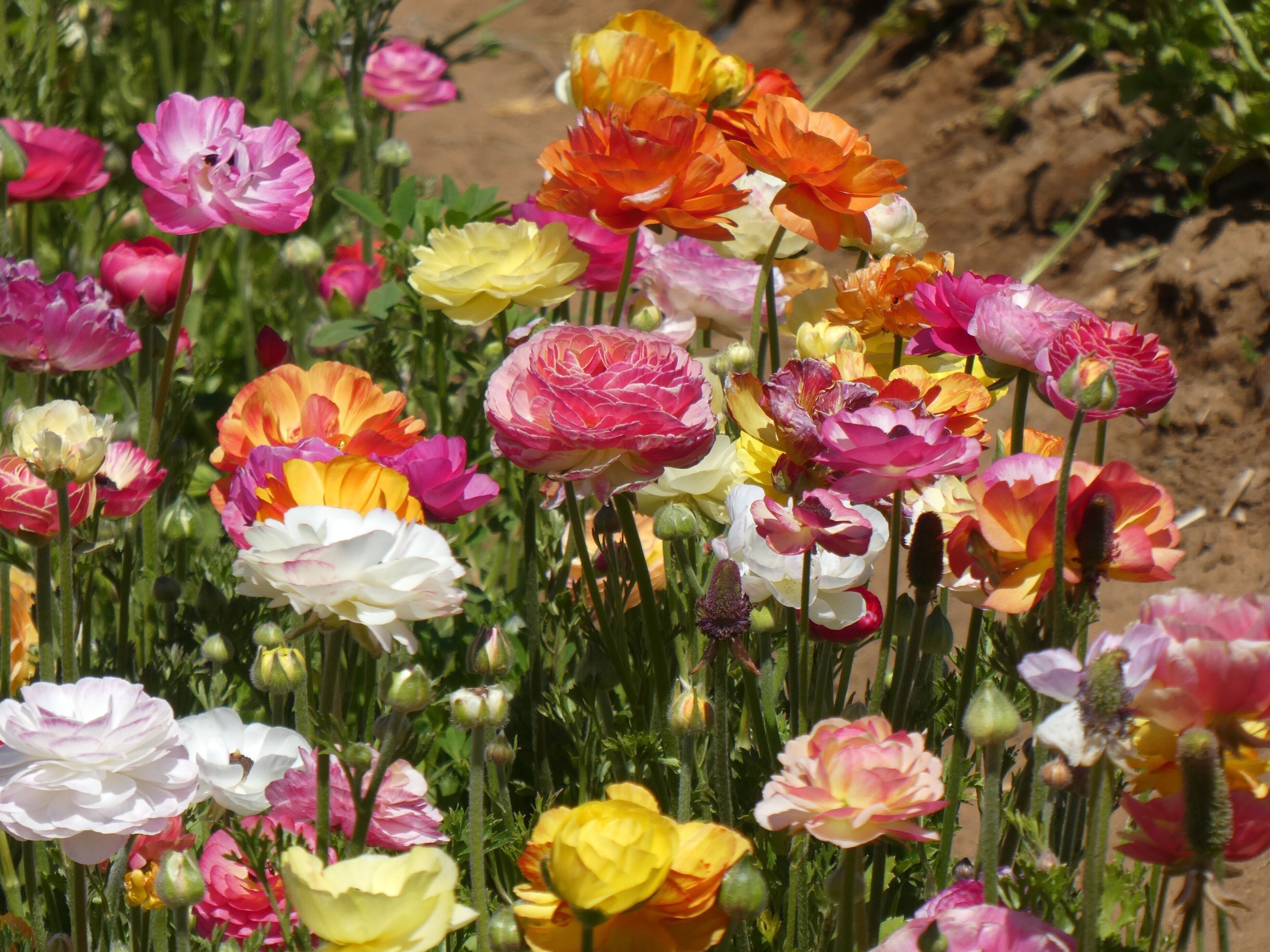 Millions of ranunculus at The Flower Fields in Carlsbad, CA.  They are amazing and the views are just spectacular.