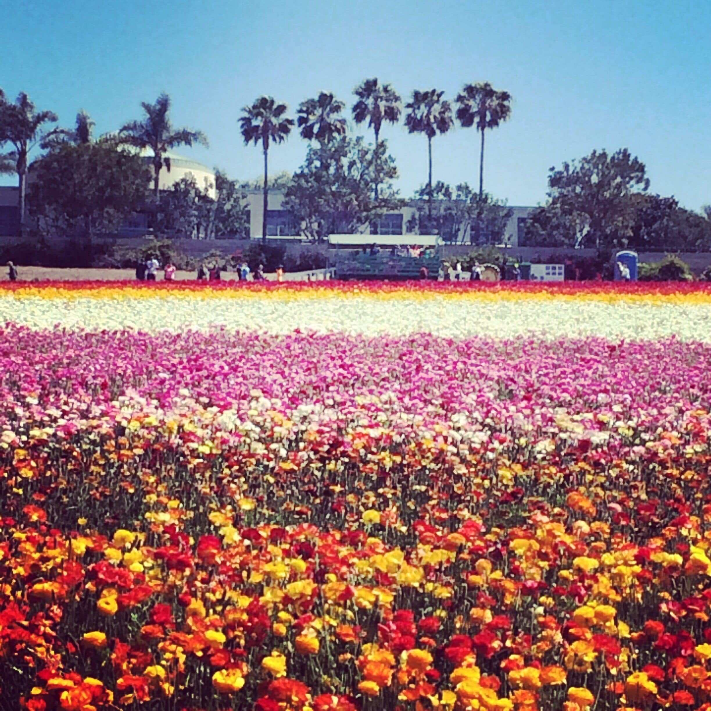 A vibrant flower field with rows of red, yellow, and pink flowers.