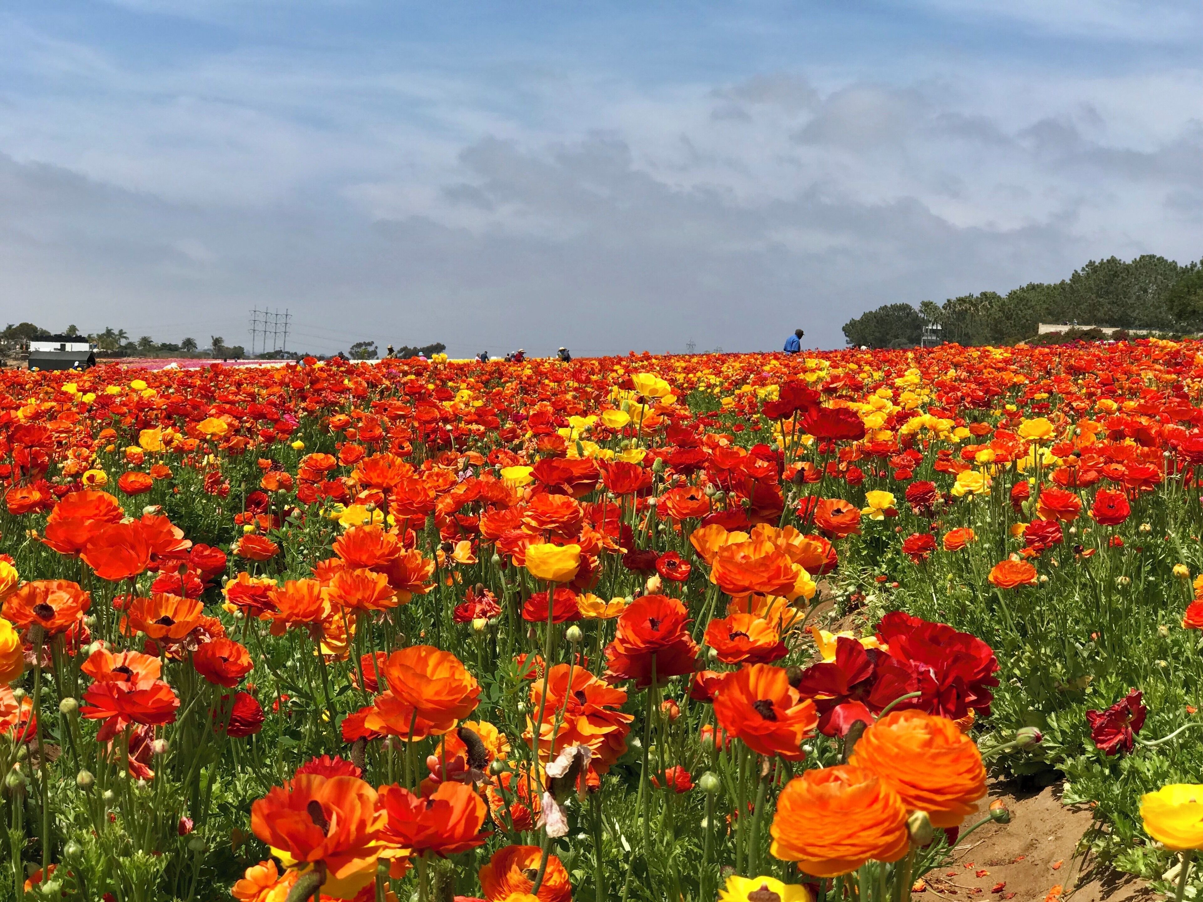A rainbow of colors at the Flower Fields.