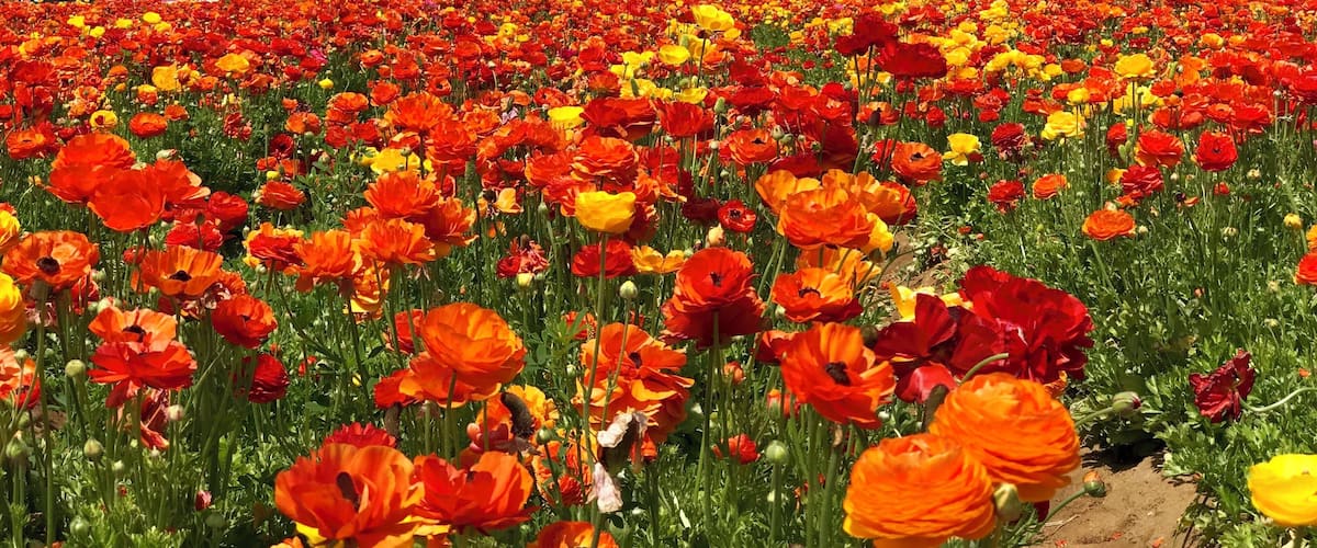 A rainbow of colors at the Flower Fields.
