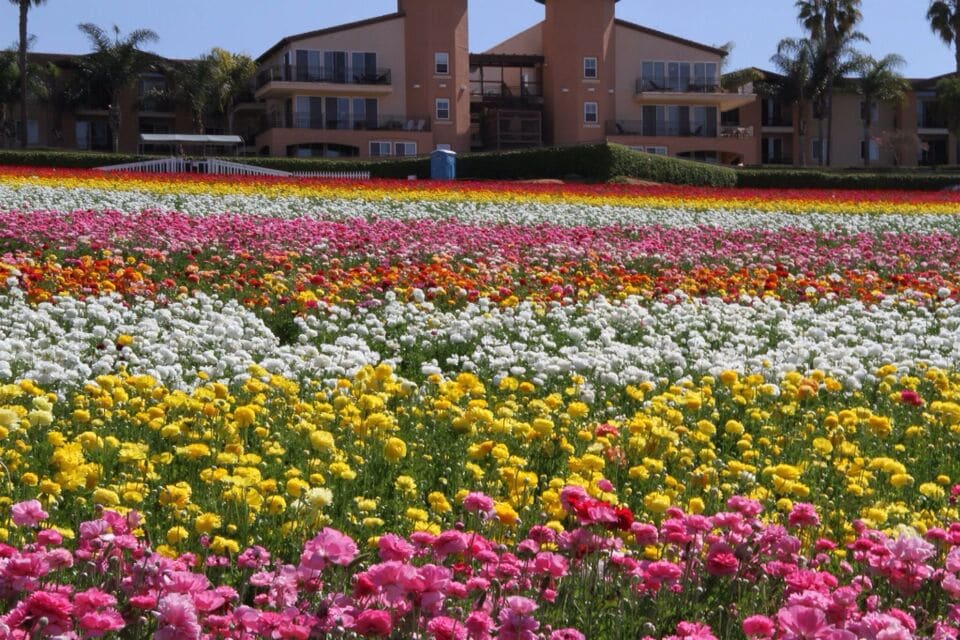 The Flower Fields...50 acres of land transformed into a sea of colorful flowers (Ranunculus) each spring....