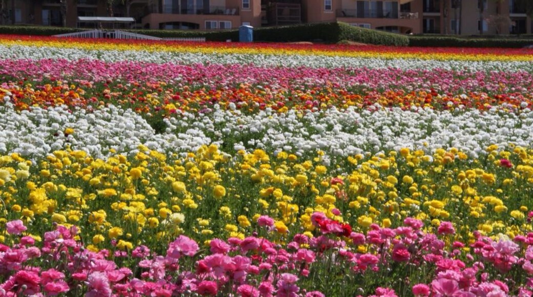 The Flower Fields...50 acres of land transformed into a sea of colorful flowers (Ranunculus) each spring....