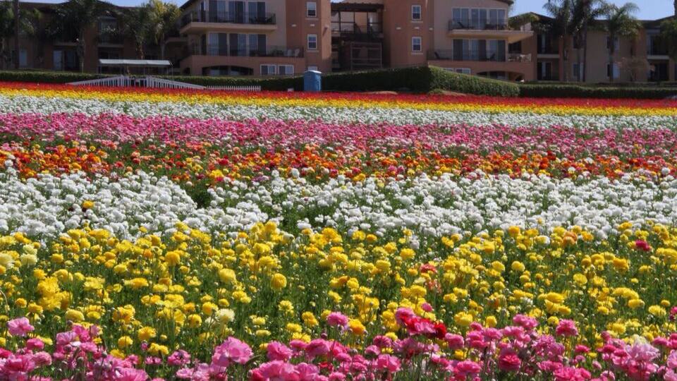 The Flower Fields...50 acres of land transformed into a sea of colorful flowers (Ranunculus) each spring....