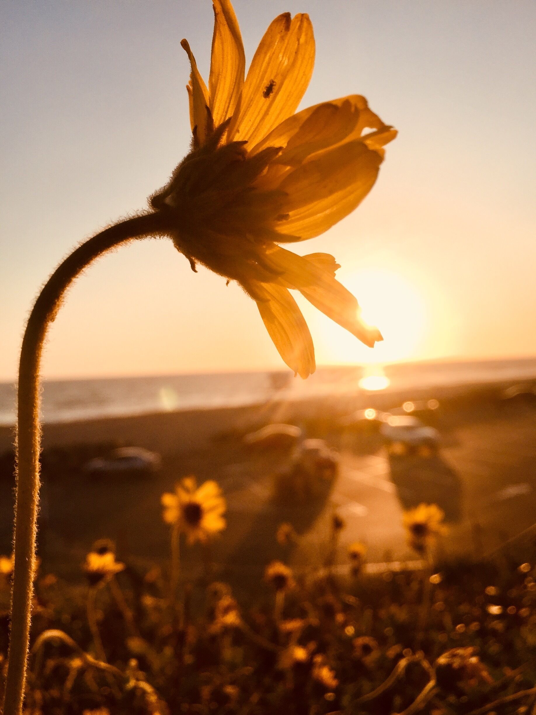 #LikeALocal
You never get tired of photographing sunsets