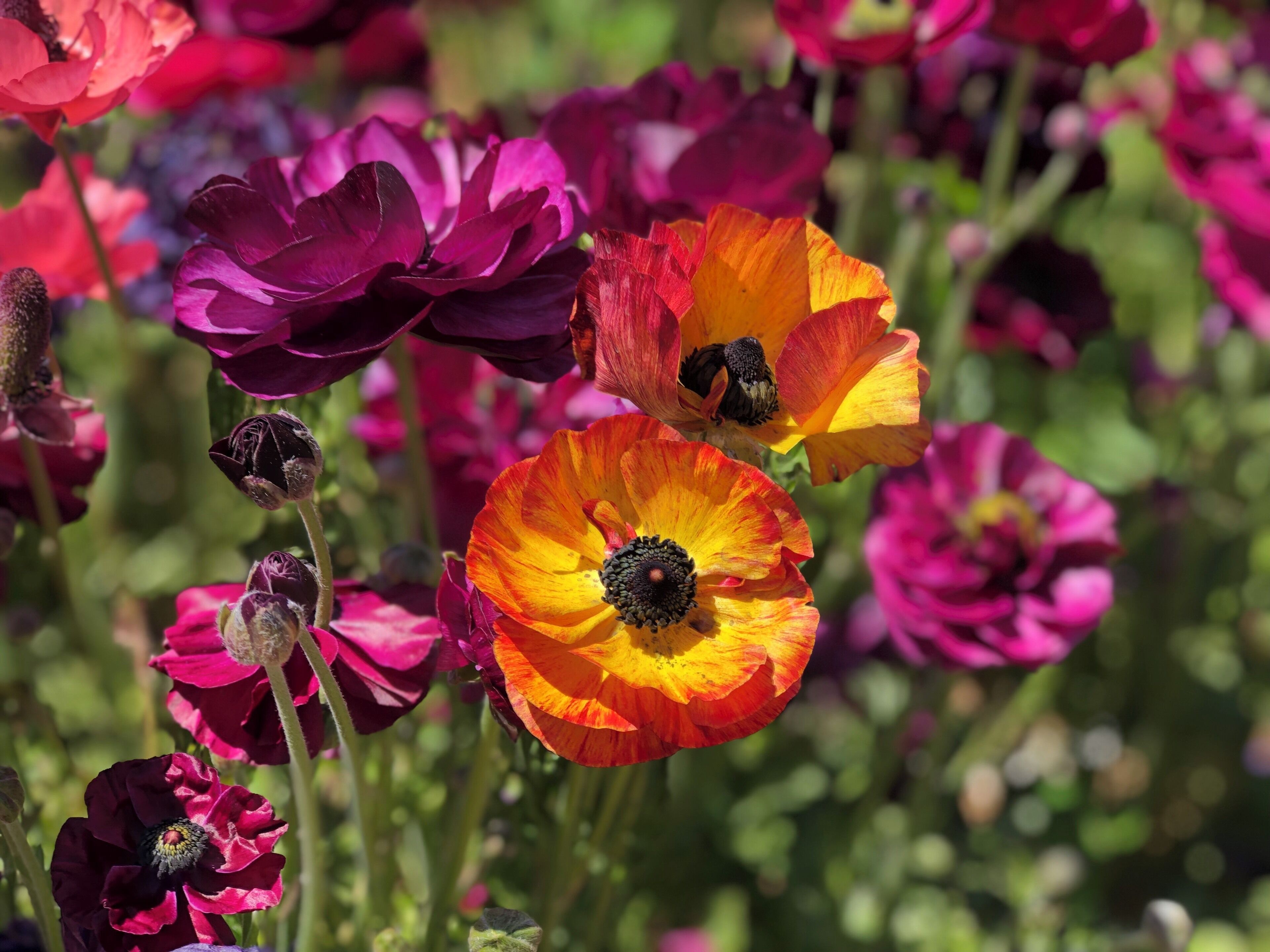 Millions of ranunculus at The Flower Fields in Carlsbad, CA.  They are amazing and the views are just spectacular.