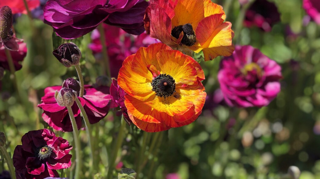 Millions of ranunculus at The Flower Fields in Carlsbad, CA. They are amazing and the views are just spectacular.