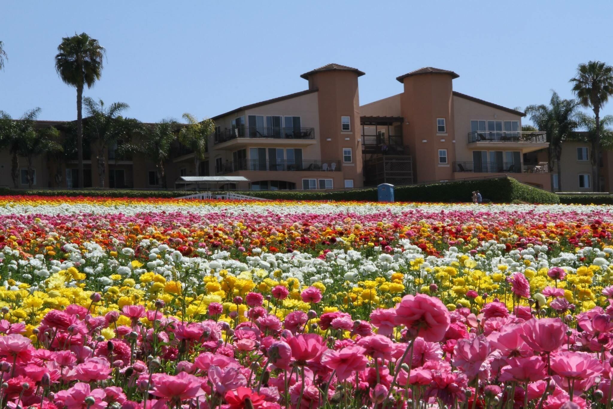 A field of colorful flowers in front of a multi-story building with balconies.