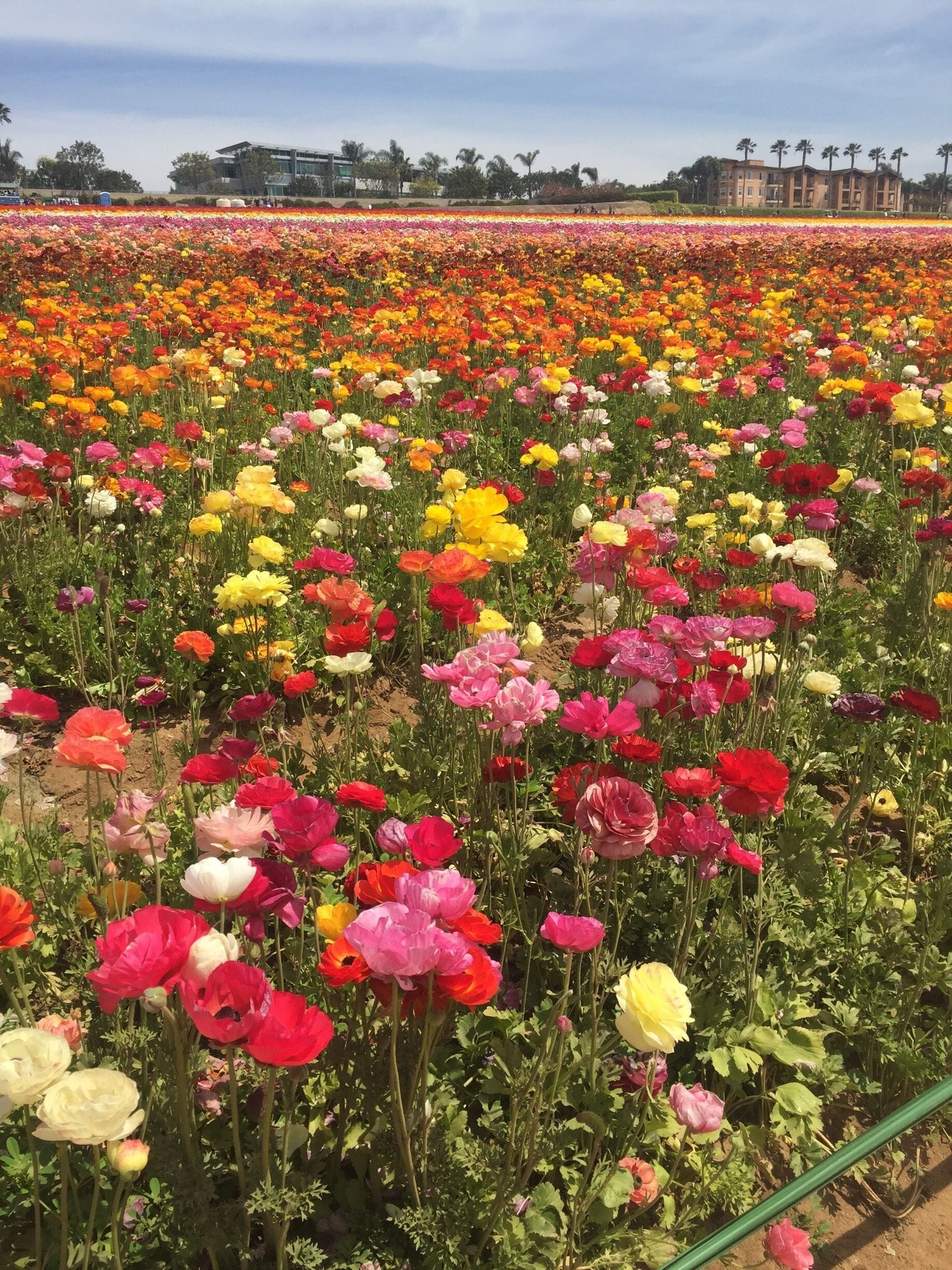 A field of colorful poppies with a building in the background.