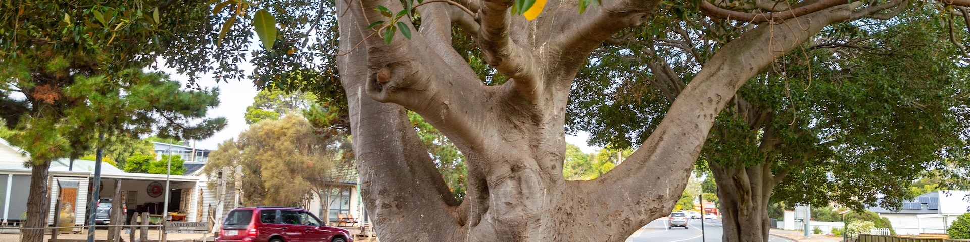 Normanville showing fall colors and a park