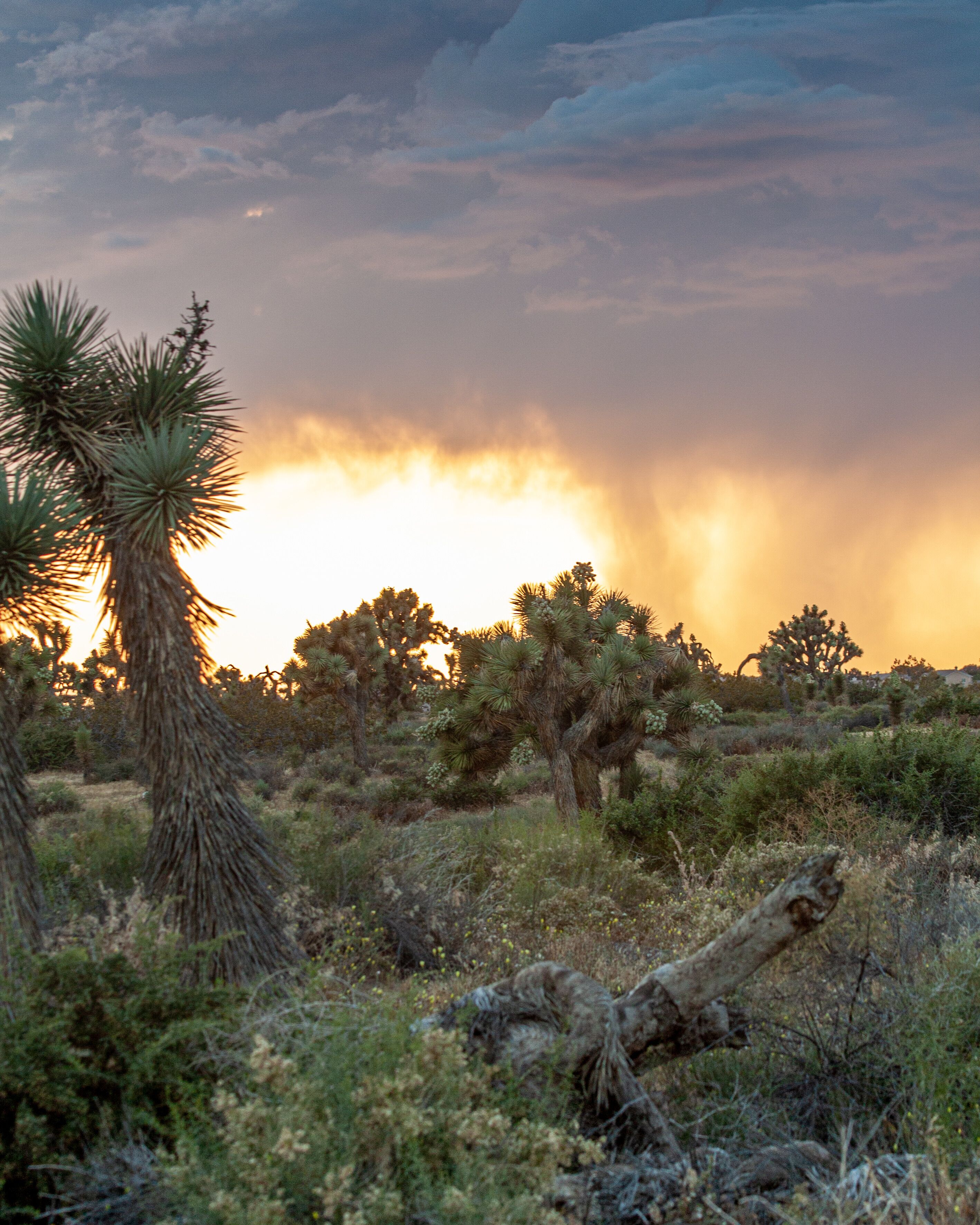 Visit Lancaster: 2026 Travel Guide for Lancaster, California | Expedia