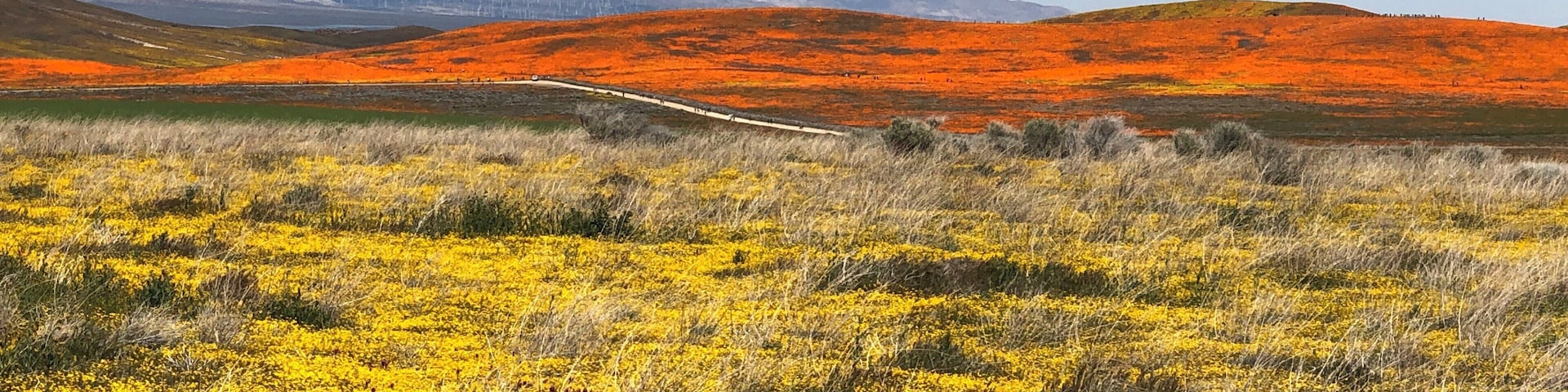 CA poppies and wildflowers