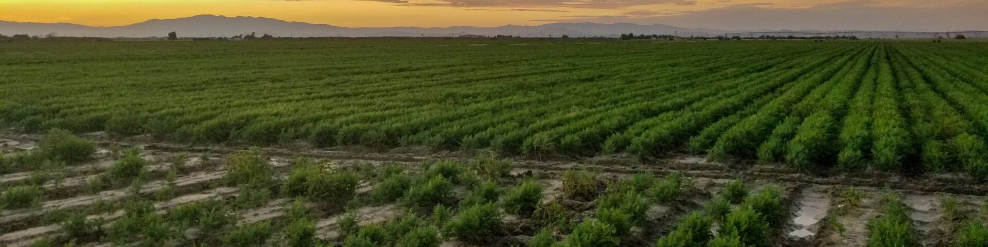 Farmville Sunset
#photography #Landscapes #landscapephotography #nature #natural #mountains #farmscape #farm #fields #Sunset #wow #instapic #Sunsetlovers #clouds #nuves #nuvole #landscape_captures #paisaje #sky #foto #fotó #FotoDelDia #FOTD #PhotoOfTheDay #photo #abc7eyewitness