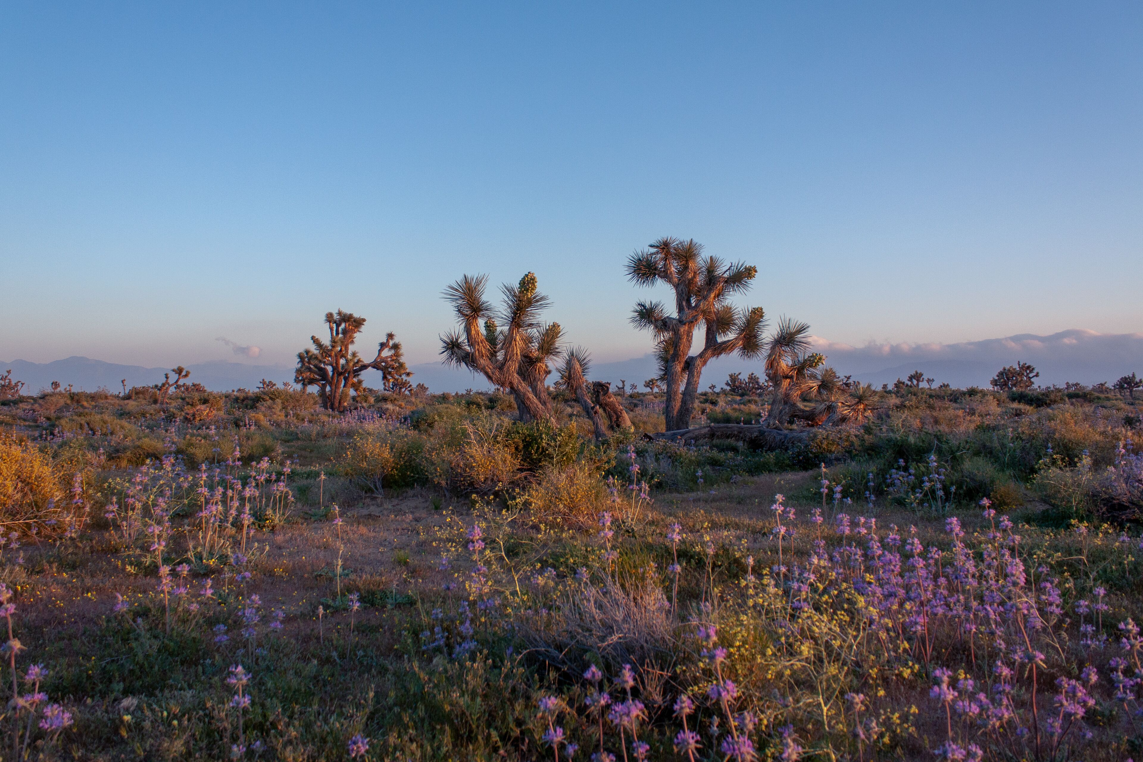 Joshua trees in a desert landscape with mountains in the background.
