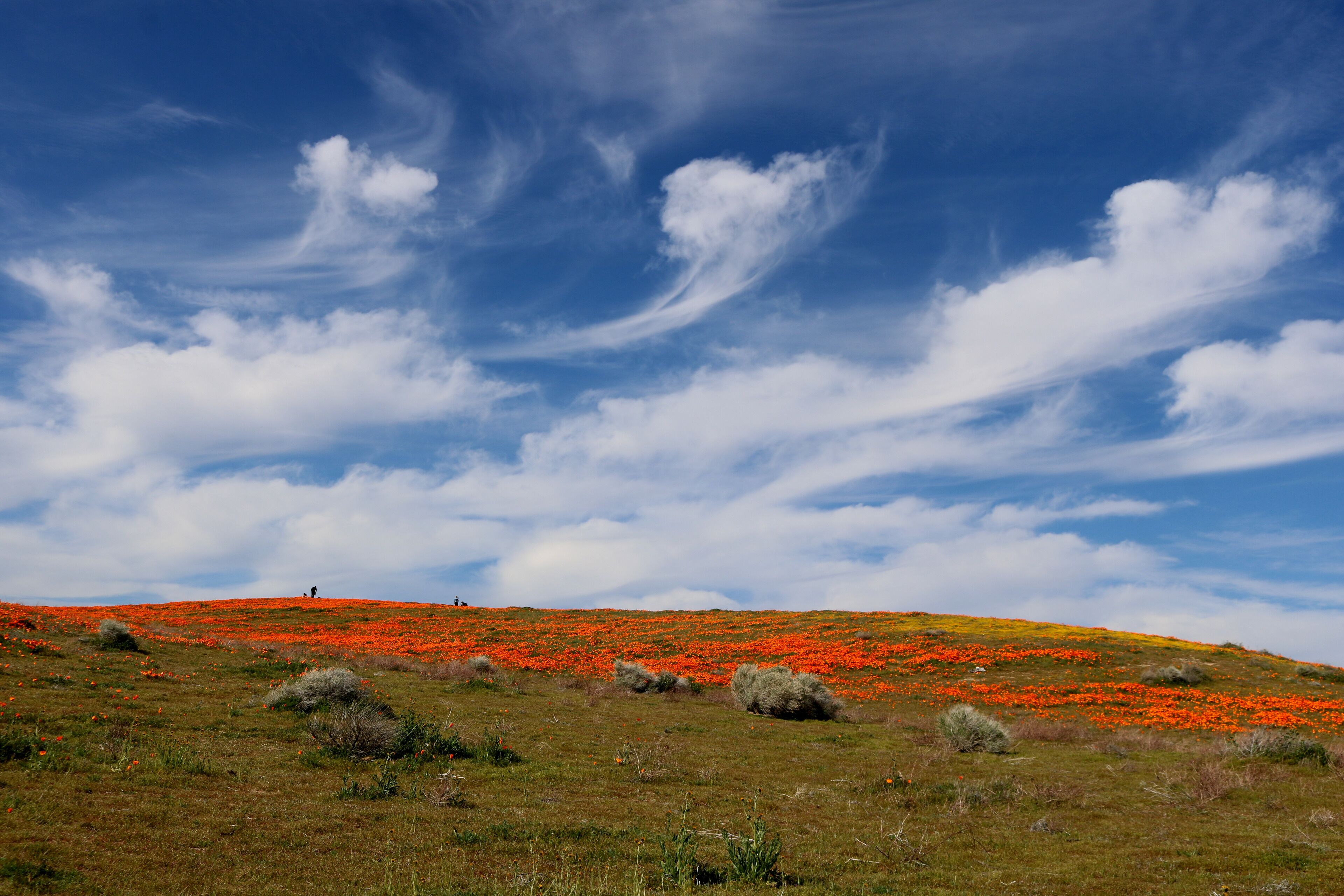 Is so colorful and beautiful   😍