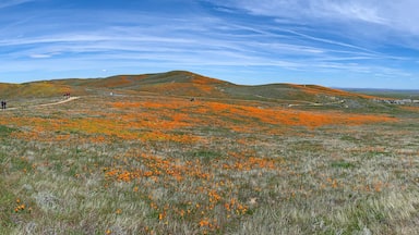 Antelope Valley Poppy Reserve, Los Angeles County