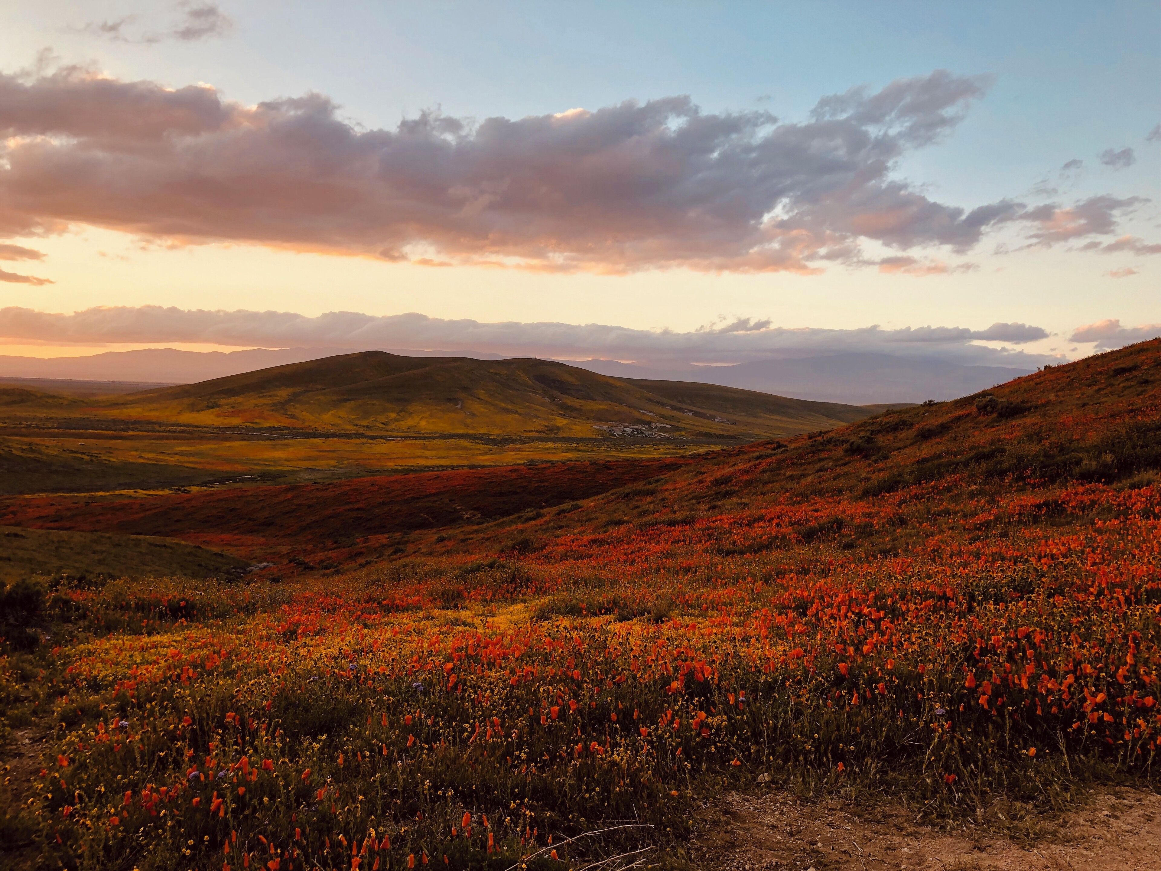Super Bloom | Sunset @ California Poppy Reserve