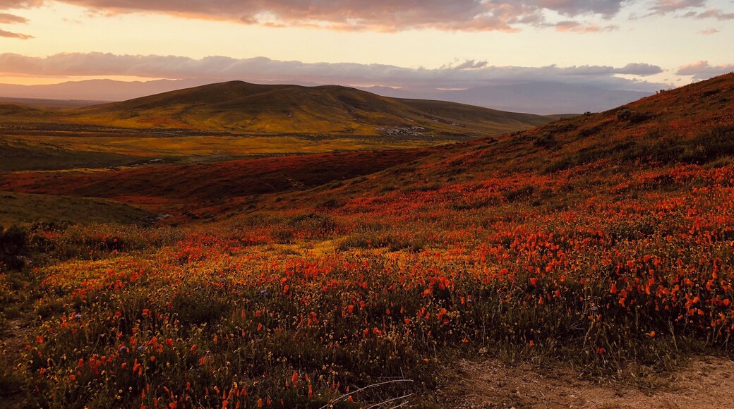 Super Bloom | Sunset @ California Poppy Reserve