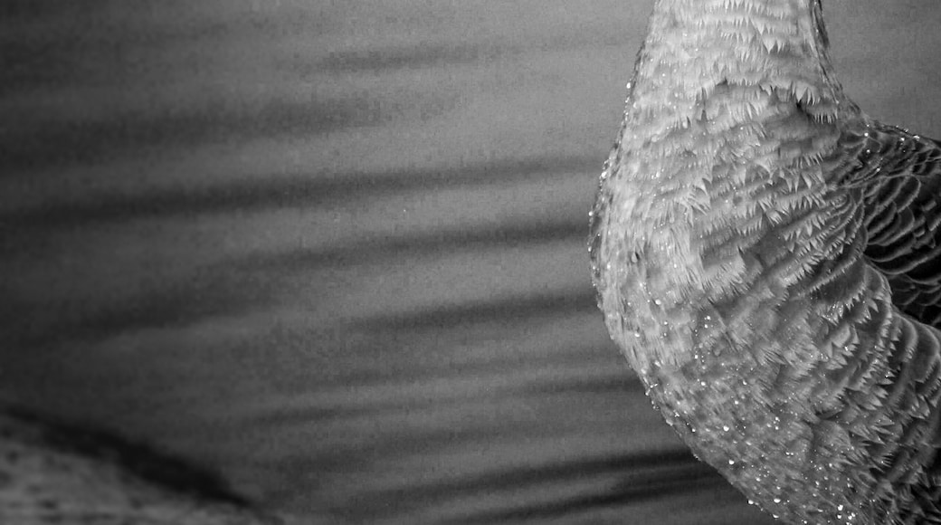 This Goose was not happy with his photoshoot. This Goose came out of the water to pay me a visit.