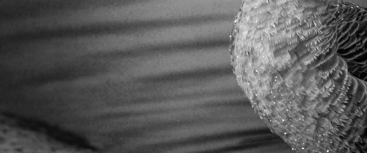 This Goose was not happy with his photoshoot. This Goose came out of the water to pay me a visit.