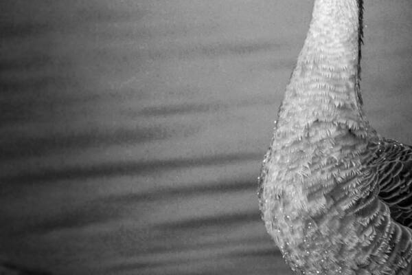 This Goose was not happy with his photoshoot. This Goose came out of the water to pay me a visit.