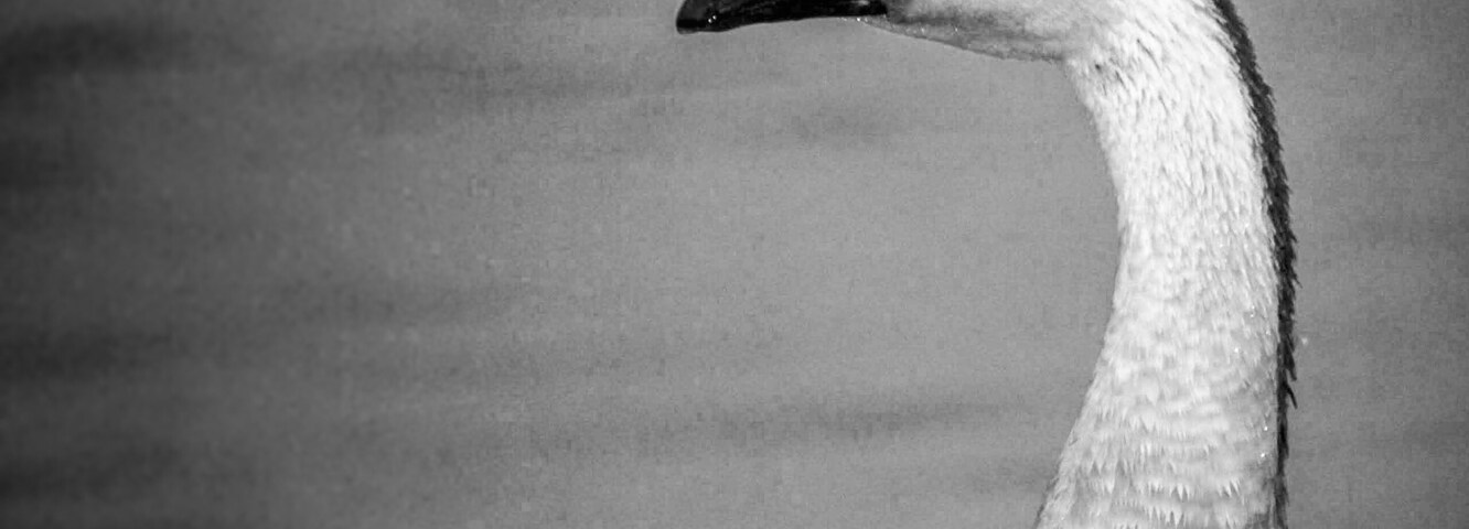 This Goose was not happy with his photoshoot. This Goose came out of the water to pay me a visit.