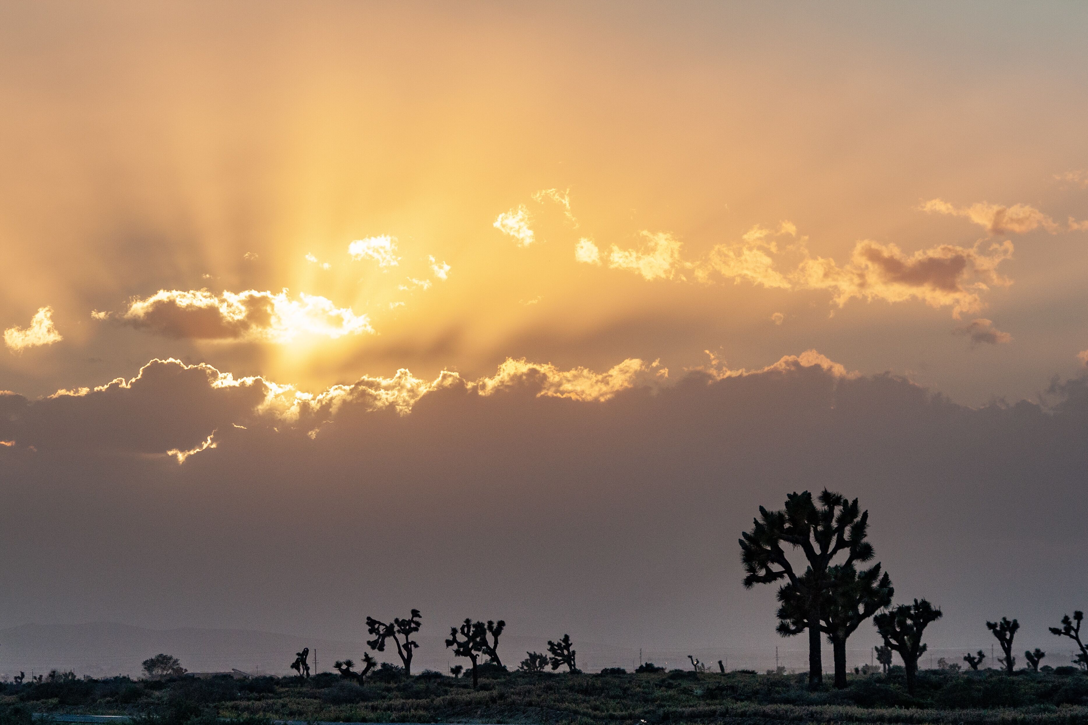 A desert landscape with a prominent Joshua tree silhouetted against a sunset sky.