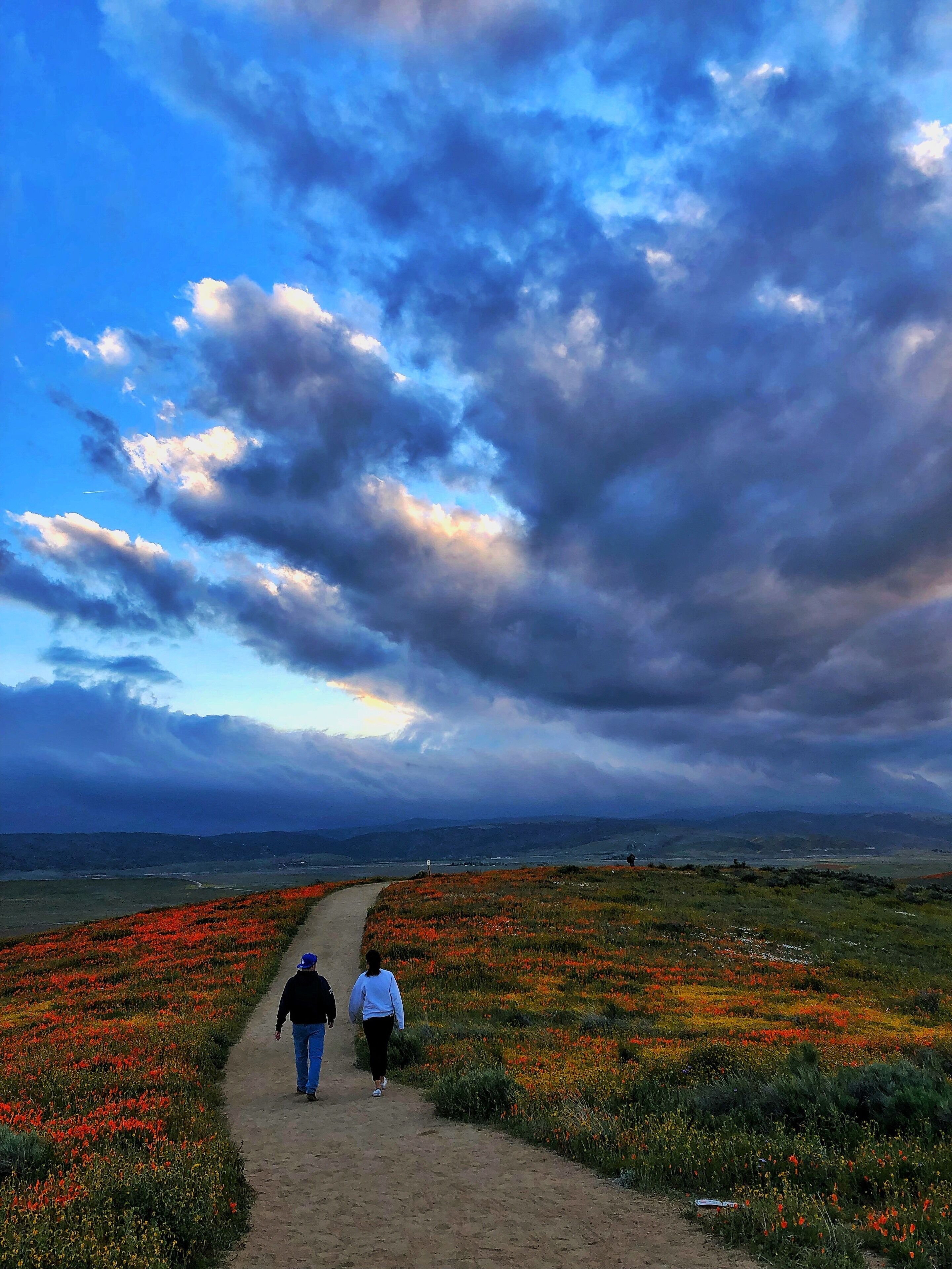 Super Bloom
Antelope California Valley Poppy Reserve
